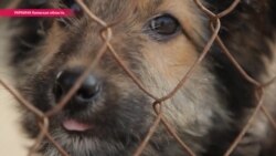 Как прокормить бездомных собак в войну и кризис Как прокормить бездомных собак в войну и кризис