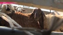 Как выбрать жертвенного барана Как выбрать жертвенного барана