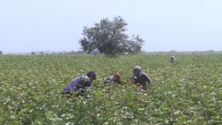 Закупочная цена на хлопок в Таджикистане упала на 30% Закупочная цена на хлопок в Таджикистане упала на 30%