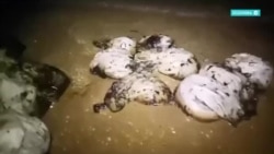 Губернатор Краснодарского края обещал убрать мазут с пляжей Черного моря как можно скорее, но сделать это не получается  Губернатор Краснодарского края обещал убрать мазут с пляжей Черного моря как можно скорее, но сделать это не получается